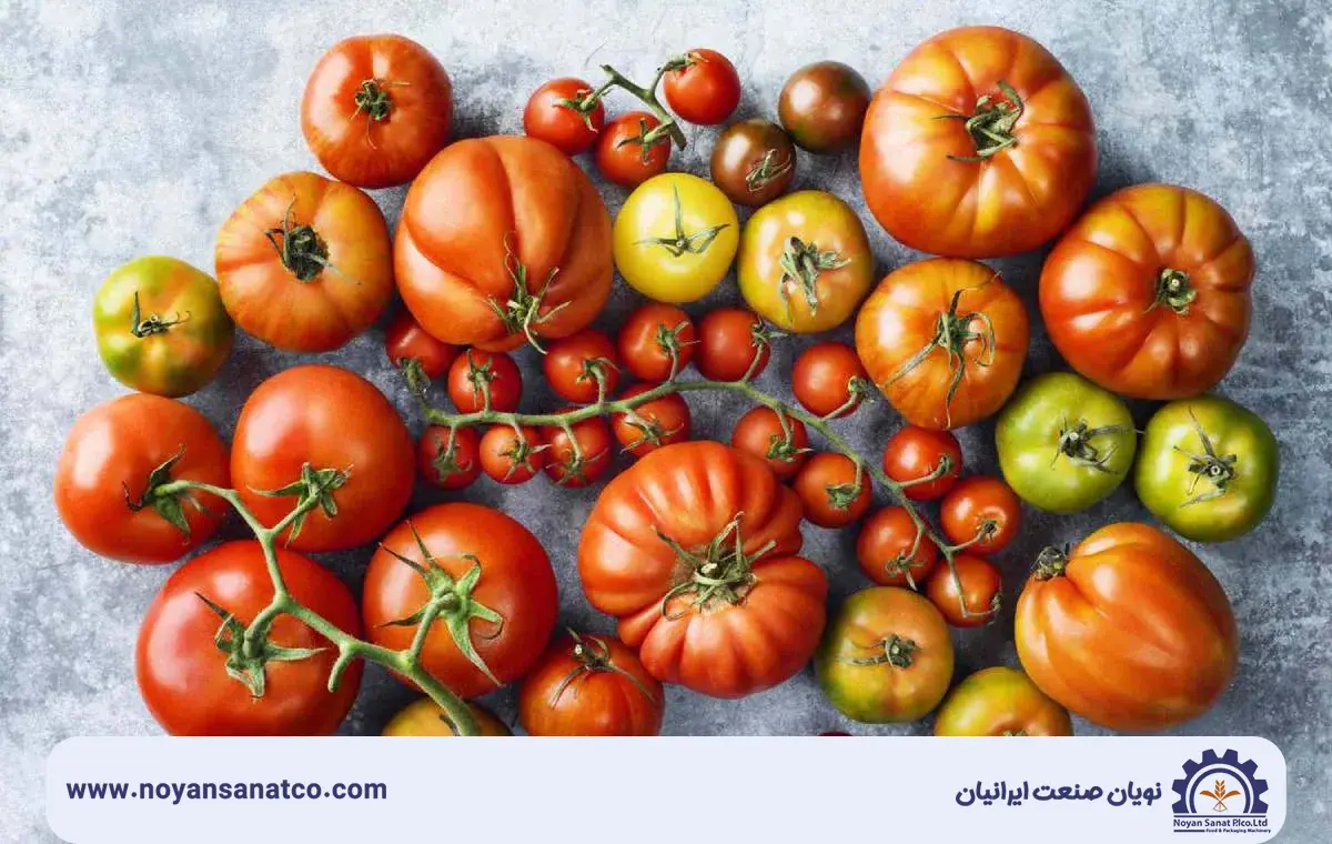 انواع گوجه فرنگی در ایران